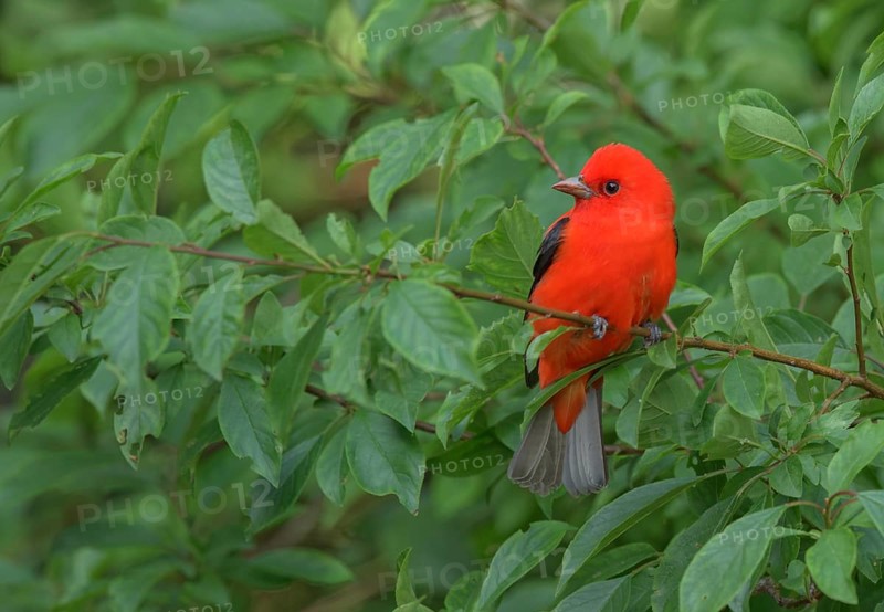 Scarlet Tanager (Piranga olivacea) male perched on a branch, Texas, USA