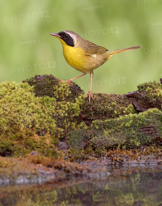 Common Yellowthroat (Geothlypis trichas) male at waterhole, Texas, USA