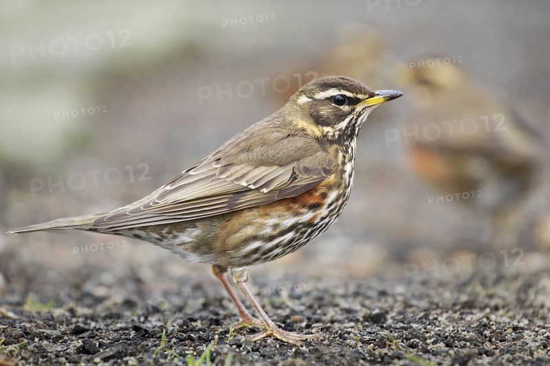 Redwing (Turdus iliacus), Iceland