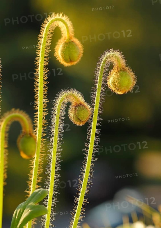 Iceland poppy (Papaver nudicaule), buds, in the evening light, North Rhine-Westphalia, Germany