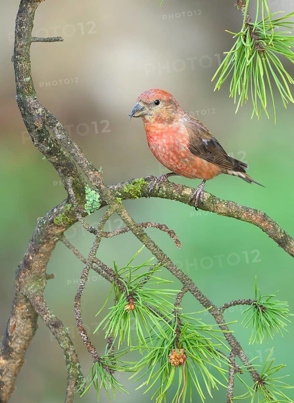 Red Crossbill (Loxia curvirostra) male perched on a conifer branch, Colorado, USA
