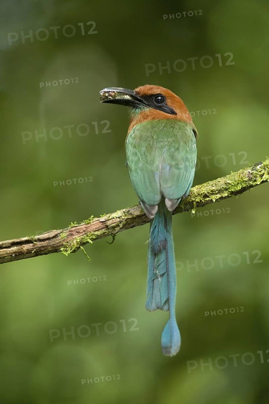 Broad-billed Motmot (Electron platyrhynchum), Costa Rica