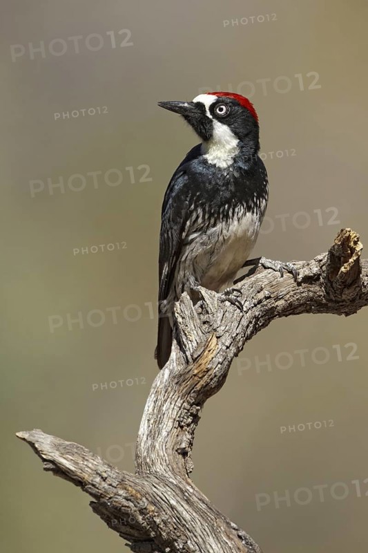 Acorn Woodpecker (Melanerpes formicivorus), Arizona, USA