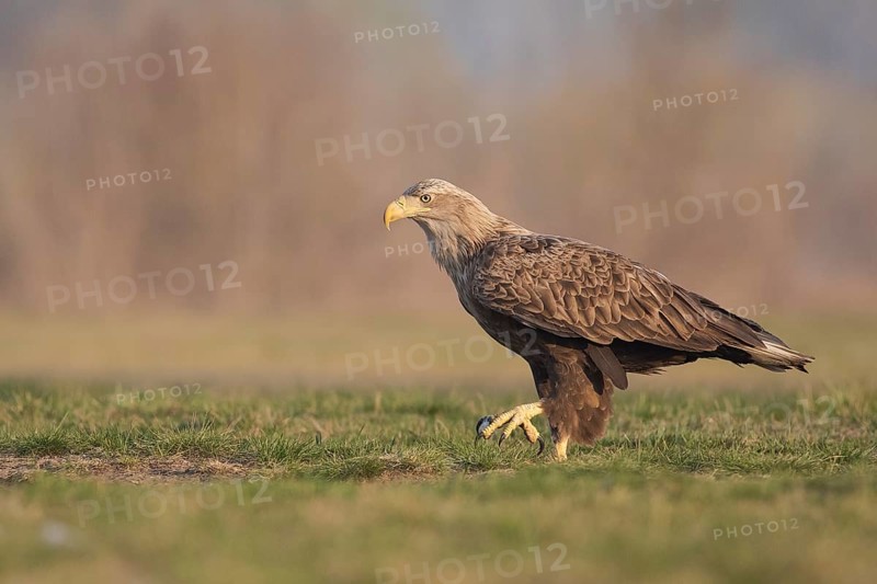 White-tailed Eagle (Haliaeetus albicilla) walking, Subotica, Hungary