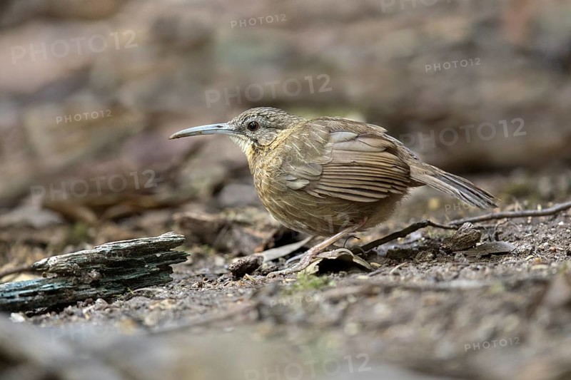 Short-tailed Scimitar Babbler (Jabouilleia danjoui), Bidoup National Park, Vietnam