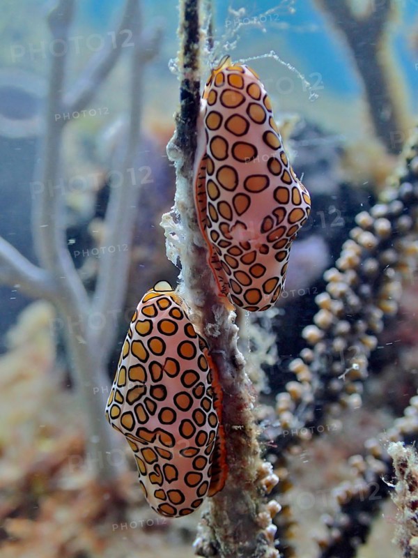 Two specimens of flamingo tongue snail (Cyphoma gibbosum) feeding on a shrub coral, coral bare. Dive site Nursery, Pompano Beach, Florida, USA
