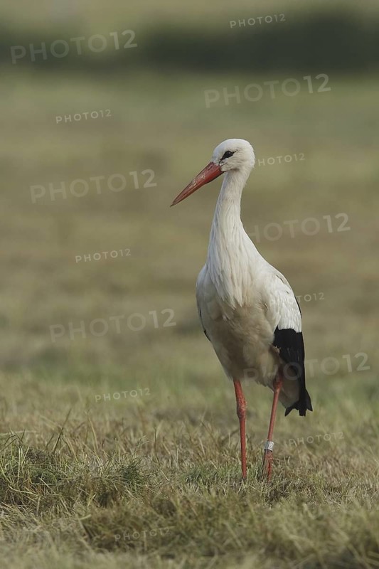 White Stork (Ciconia ciconia), Germany