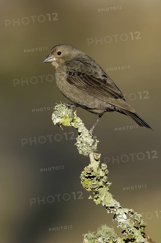 Brown-headed Cowbird (Molothrus ater), Texas, USA