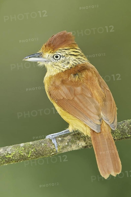 Barred Antshrike (Thamnophilus doliatus) female, Trinidad and Tobago