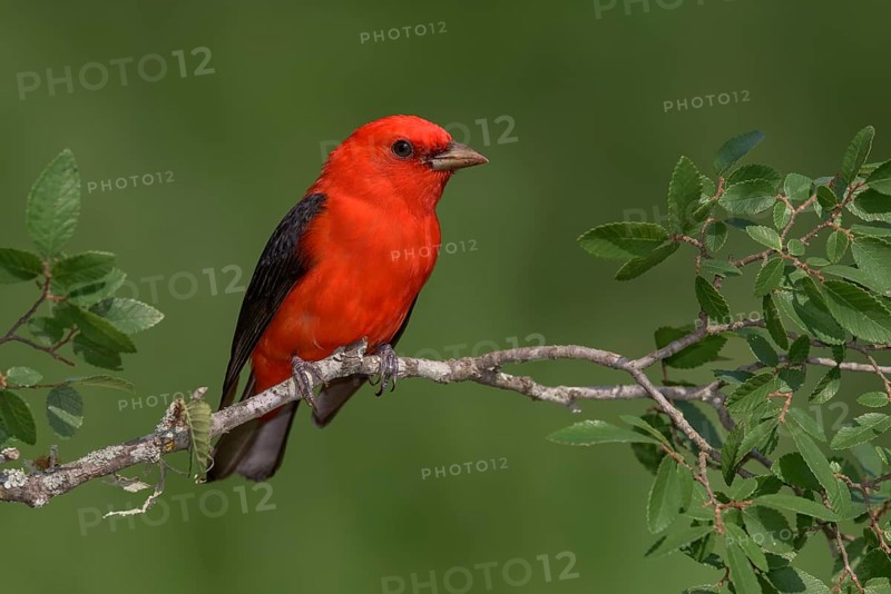 Scarlet Tanager (Piranga olivacea) male perched on a branch, Texas, USA