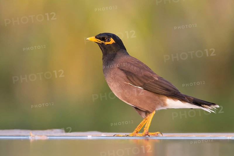 Common Myna - Hirtenmaina - Acridotheres tristis, Oman