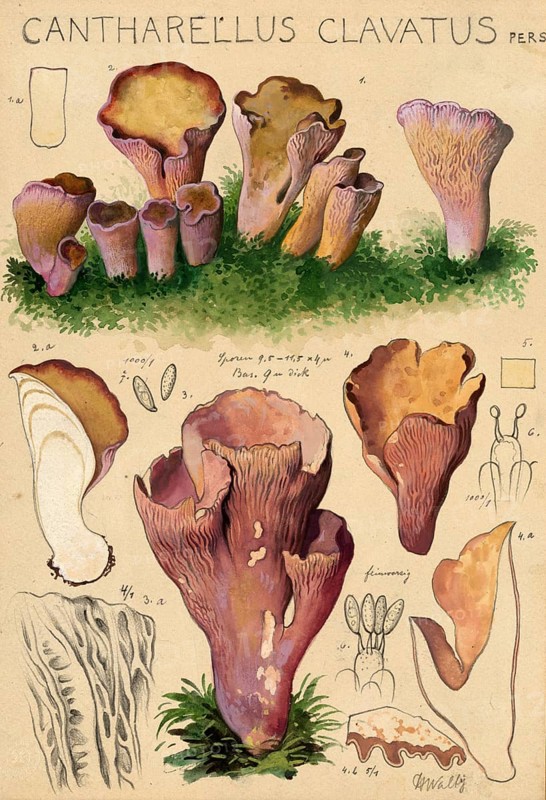 Mushroom, mushroom, pig's ear or purple leisling, Cantharellus clavatus, authentic reproduction of an illustration by Hans Walty (1868-1948) from about 1915, historical
