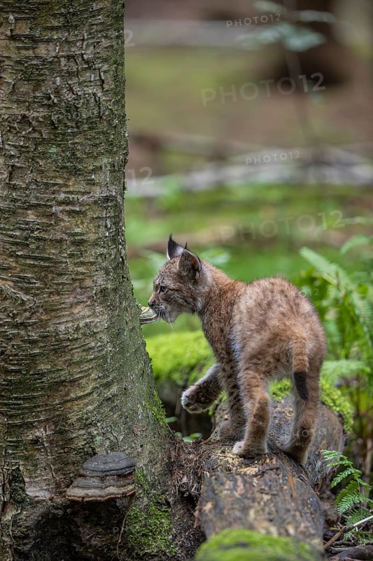 One young (10 weeks old) male Eurasian lynx, (Lynx lynx), crossing a creek, using a fallen tree as a natural bridge. Examins the mushroom growing on the tree
