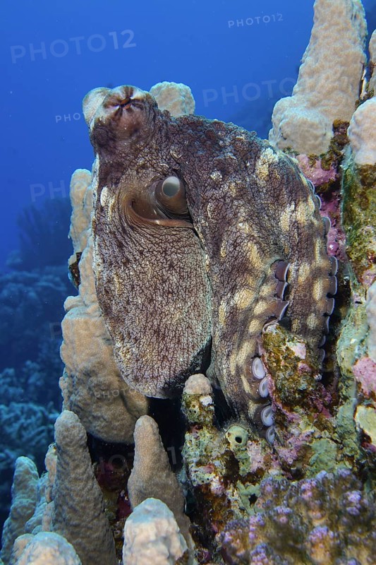 Big blue octopus (Octopus cyaneus Octopus cyanea)