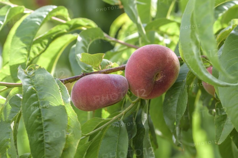Plate peach (Prunus persica 'Ufo 4'), Schreiber KG tree and vine nursery, Poysdorf, Lower Austria, Austria