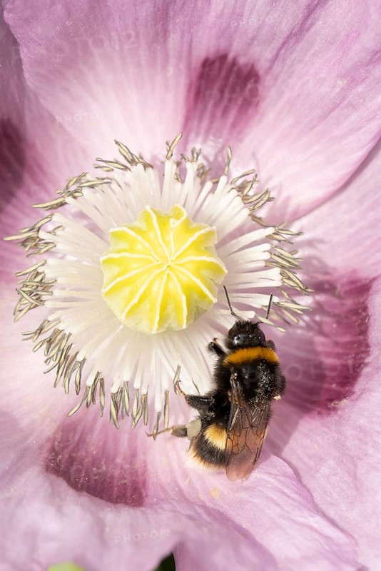 Buff tailed bumblebee (Bombus terrestris) adult bee feeding on a poppy flower in an urban garden in summer, England, United Kingdom