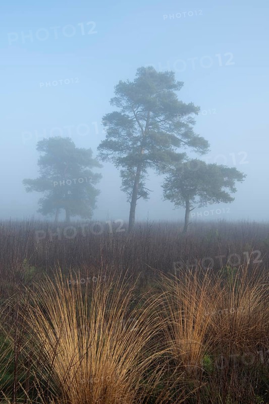 Pine (Pinaceae) in the moor with fog, nature reserve, Vernner Moor, Neuenkirchen-Vörden, Lower Saxony, Germany