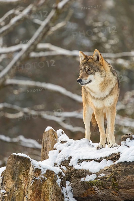 An adult female grey wolf (Canis lupus lupus) stands on the snow-covered fallen tree at the edge of a forest on a cold, sunny day