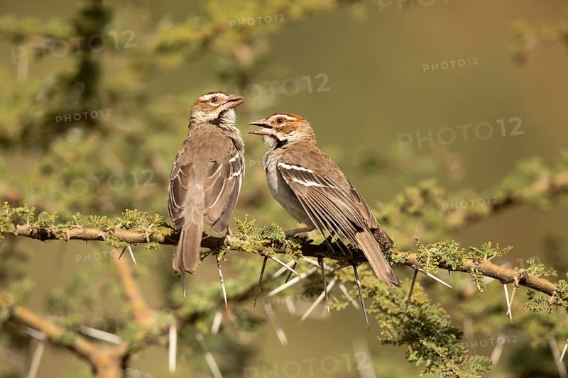 Chestnut-crowned Sparrow-Weaver (Plocepasser superciliosus) perched on a branch, Melka Ghebdu, Ethiopia