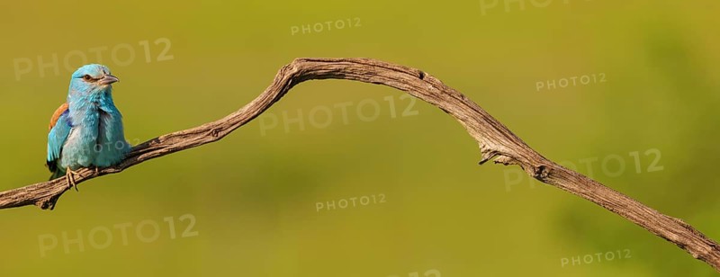 European roller (Coracias garrulus), on perch, Tower Hide, Tiszaalp-r, Kiskuns-gi National Park, B-cs-Kiskun, Hungary