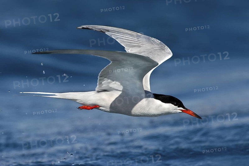 Common Tern (Sterna hirundo) flying, Eilat, Israel