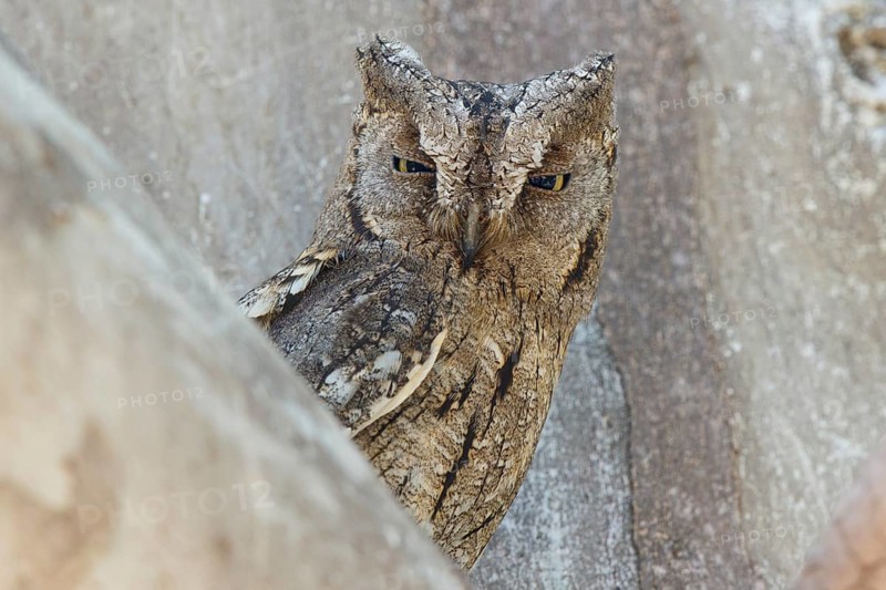 Eurasian Scops Owl (Otus scops), Lesvos, Greece
