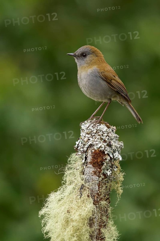Ruddy-capped nightengale-Thrush (Catharus frantzii) perched on a branch in Costa Rica