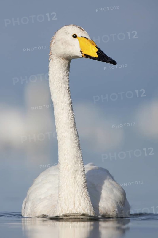 Whooper Swan (Cygnus cygnus), Baden-Wuerttemberg, Germany