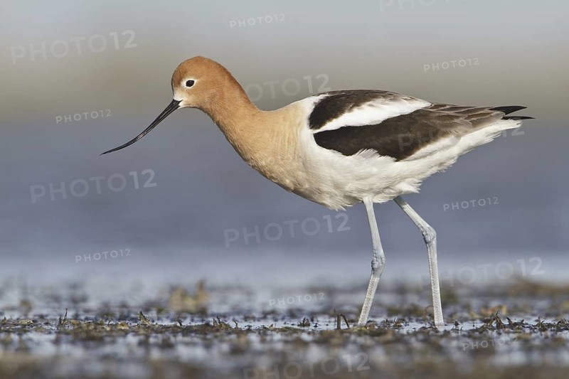 American Avocet (Recurvirostra americana), Alberta, Canada