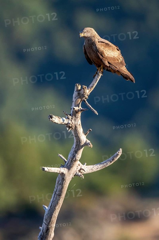 Black Kite (Milvus migrans), Madrid, Spain