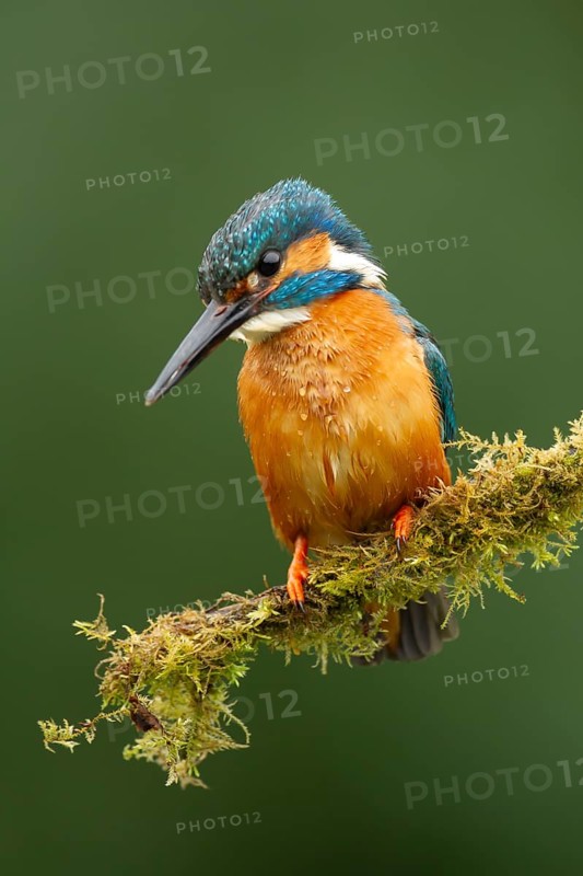 Common kingfisher (Alcedo atthis) adult bird on a moss covered tree branch, England, United Kingdom