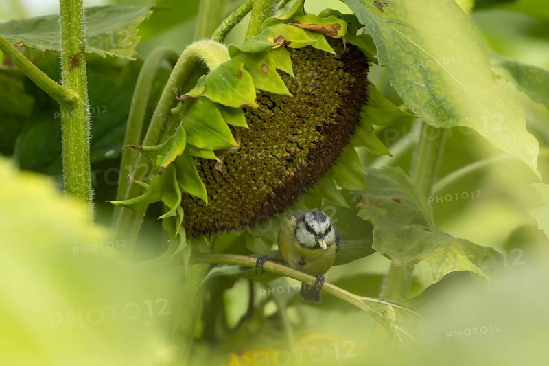Blue tit (Cyanistes caeruleus) adult garden bird feeding from a Sunflower seed head in summer, Suffolk, England, United Kingdom