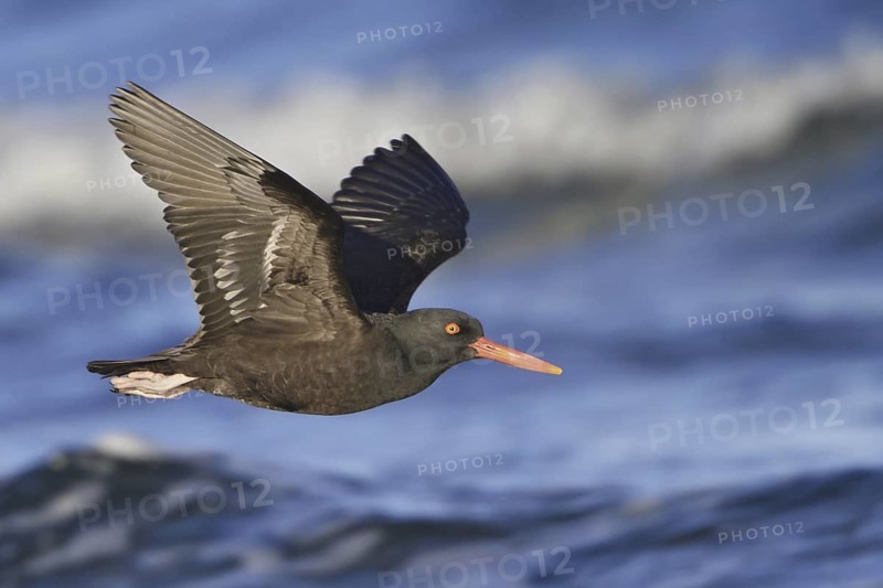 Black Oystercatcher (Haematopus bachmani) flying, British Columbia, Canada