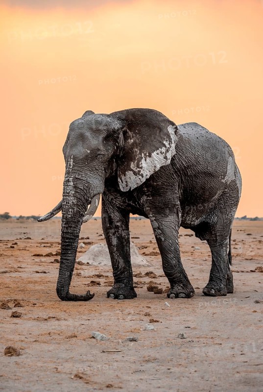 African elephant (Loxodonta africana), adult male, trunk hanging on the ground, at sunset, Nxai Pan National Park, Botswana