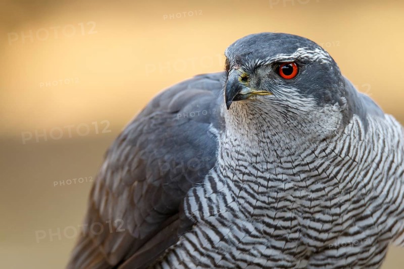Northern Goshawk (Accipiter gentilis), adult male, Castile and Leon, Spain