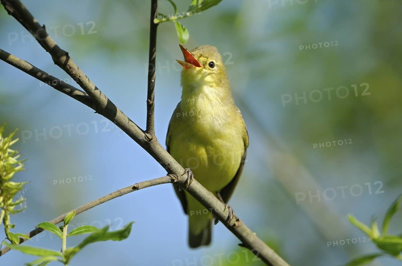 Gelbspoetter (Hippolais icterina), Icterine Warbler, singendes Maennchen zur Balzzeit, Mai, NSG Dingdener Heide, Nordrhein-Westfalen, Deutschland