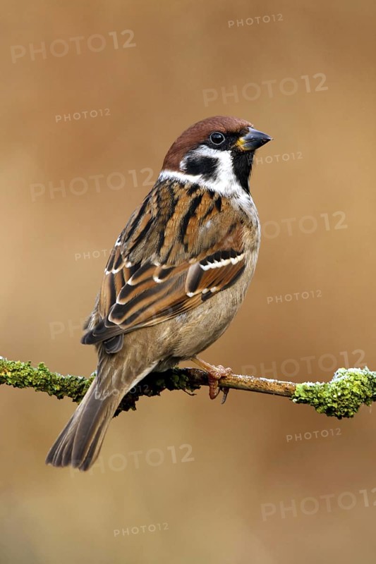 Eurasian Tree Sparrow (Passer montanus), Utrecht, Netherlands
