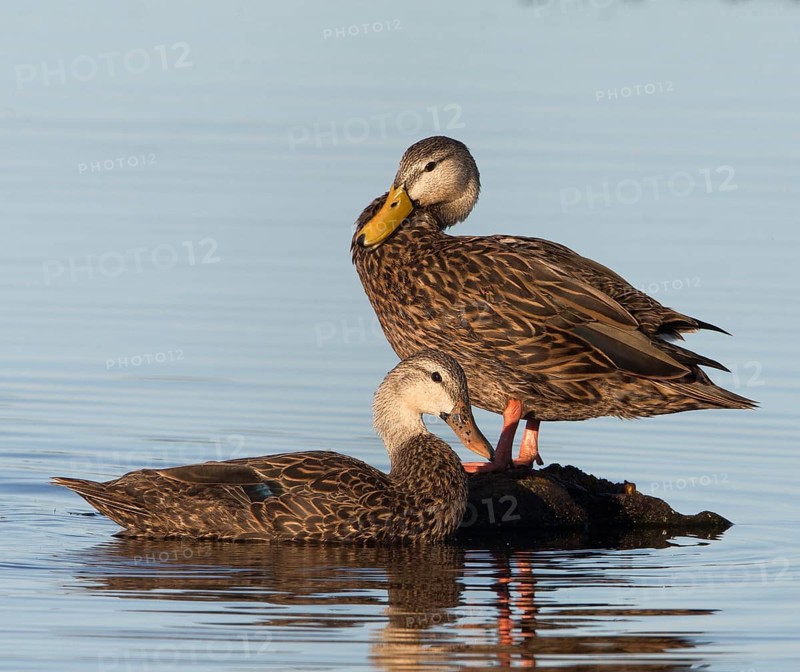 Mottled Duck (Anas fulvigula) pair, Florida, USA