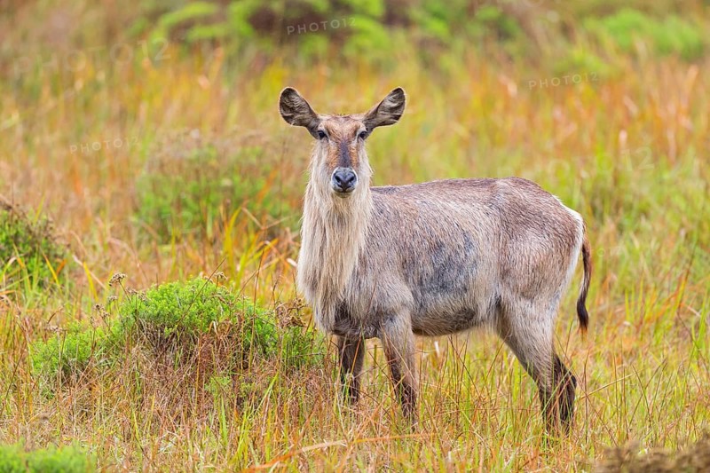 Waterbuck, (Kobus ellipsiprymnus) Common Waterbuck, Elliptic Waterbuck, African Antelope, iSimangaliso Wetland Park, St. Lucia, KwaZulu-Natal, South Africa