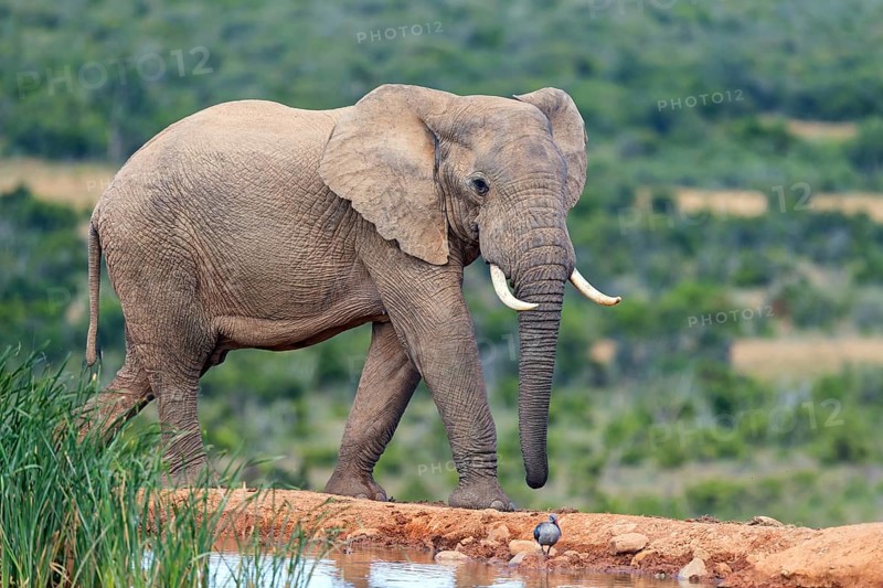 African elephant, (Loxodonta african), Addo Elephant National Park, Addo Camp, Western Cape, South Africa