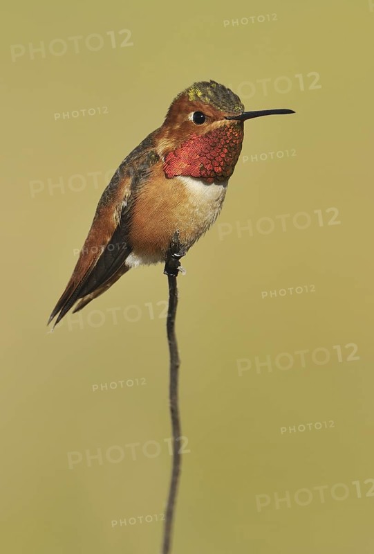 Allen's Hummingbird (Selasphorus sasin), California, USA