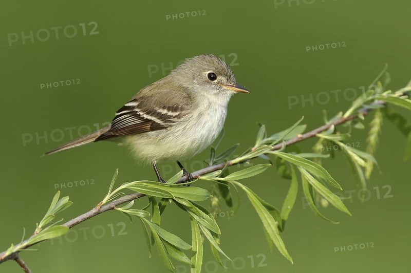 Least Flycatcher (Empidonax minimus), Michigan, USA