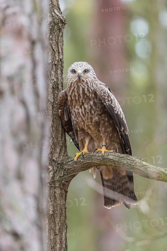 One black kite (Milvus migrans) sitting on a branch of a tree in a forest