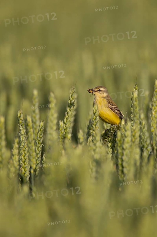 Yellow wagtail (Motacilla flava) adult bird in a farmland wheat crop with insects in its beak for food in summer, Suffolk, England, United Kingdom