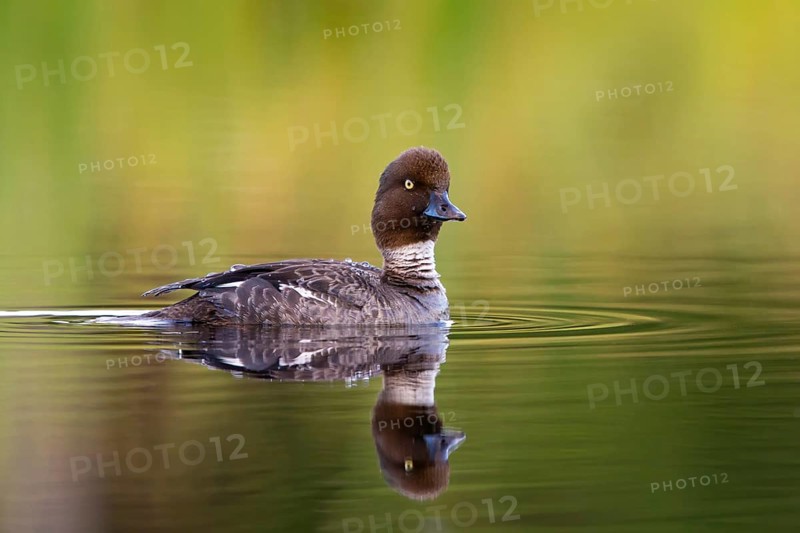 Common goldeneye, animals, birds, ducks, duck family, (Bucephala clangula), swims in water, Lentiira, Lentiira / Kuhmo, Finland
