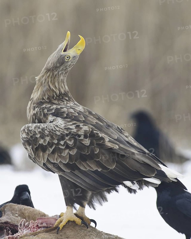 White-tailed Eagle (Haliaeetus albicilla) calling, Lower Saxony, Germany