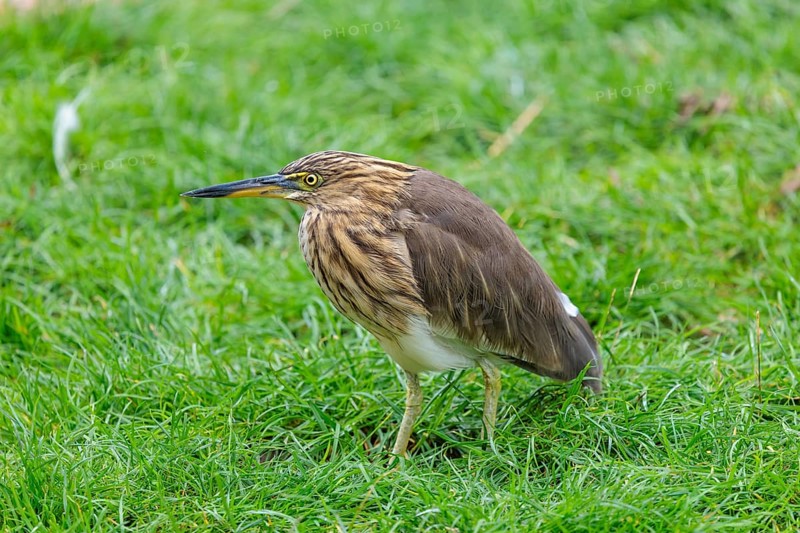 A female black-crowned night heron (Nycticorax nycticorax) or black-capped night heron stands in a green meadow. Bavaria, Germany