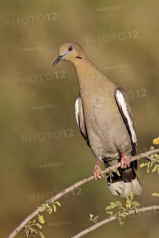 White-winged Dove (Zenaida asiatica) perched on a branch in southern Arizona, USA