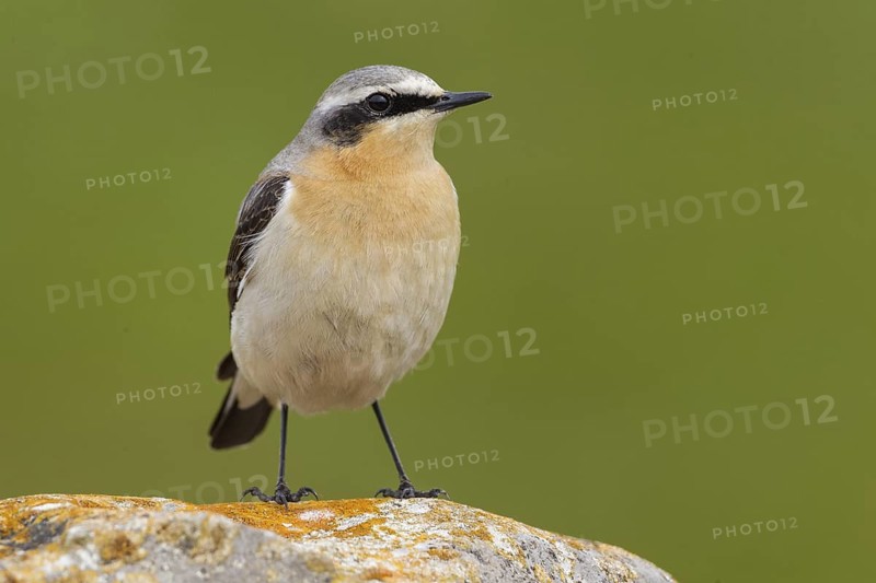 Northern Wheatear (Oenanthe oenanthe) male, Cheshire, United Kingdom
