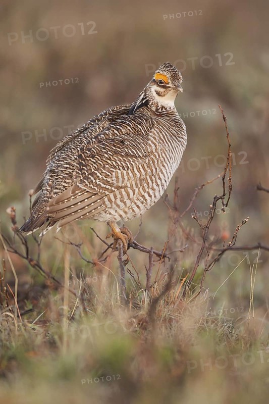 Lesser Prairie Chicken (Tympanuchus pallidicinctus) male, New Mexico, USA